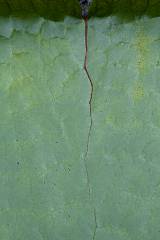 La galleria del cembalo presenta la mostra  la vie en vert con le fotografie di karmen cor